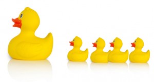 Mother rubber duck leading several rubber ducklings